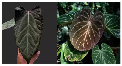 plant/Seed grown anthurium papillilaminum red sinus x king of spades starter plant gro-0-thumbnail