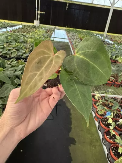 plant/Seed grown anthurium galaxy X blue papillilaminum starter plant growers choice-2-thumbnail