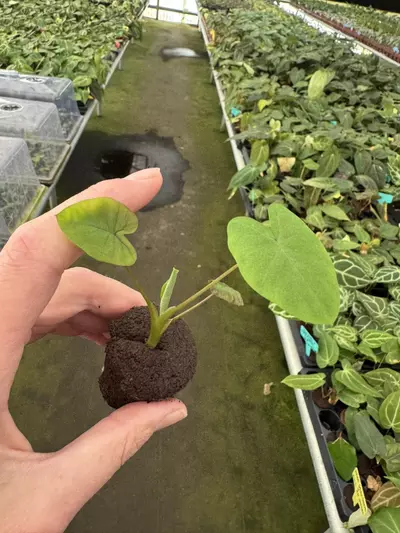 plant/Colocasia mojito revolution starter plant growers choice-3-thumbnail