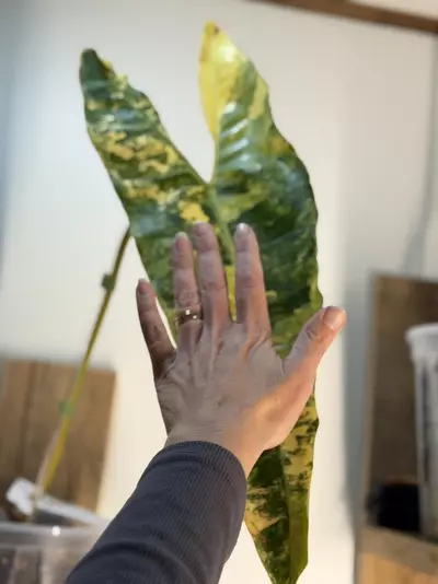 plant/Variegated Philodendron Billietiae 🤩-1-thumbnail