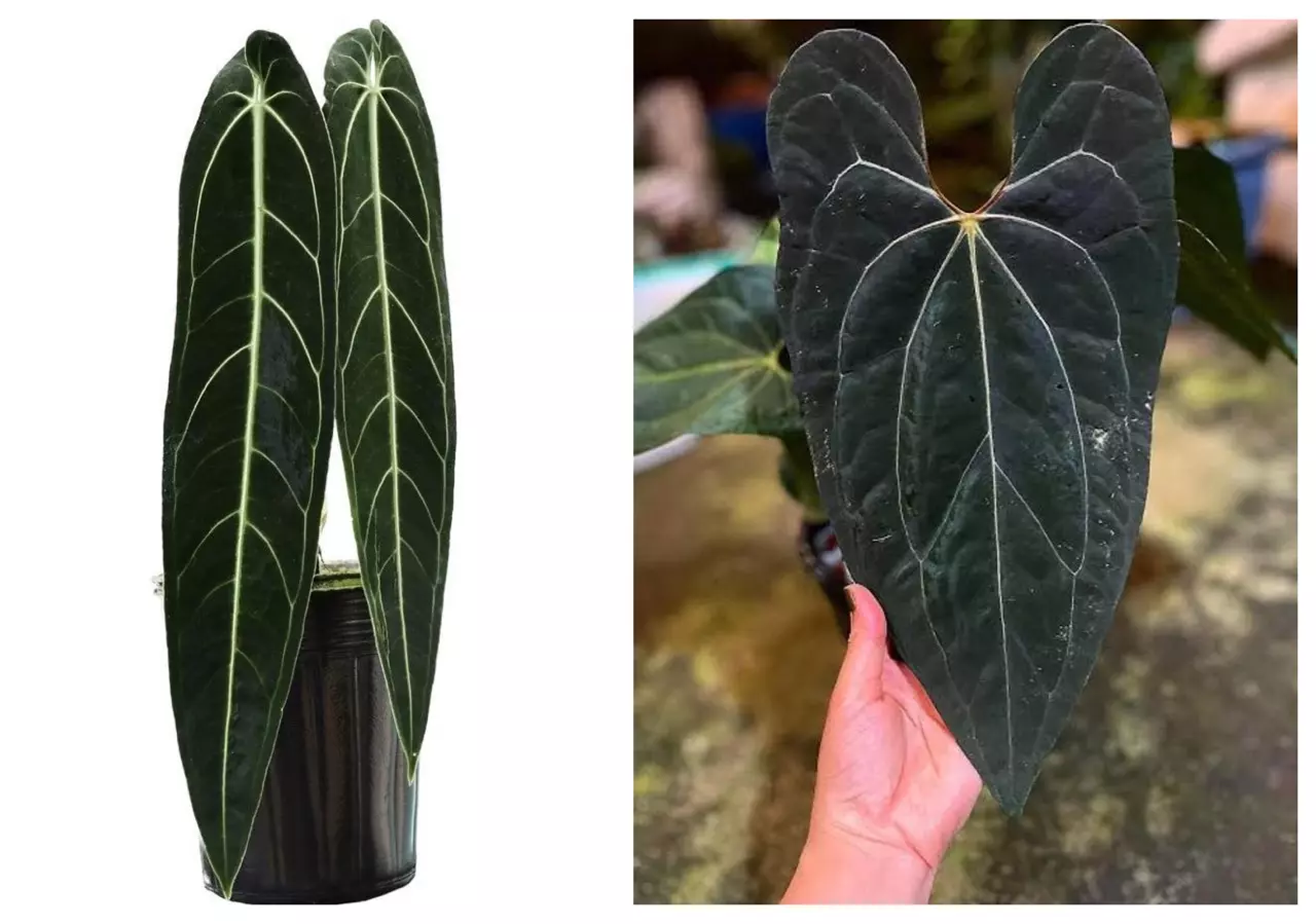 plant/Seed grown anthurium Warocqueanum x xone starter plant growers choice-0