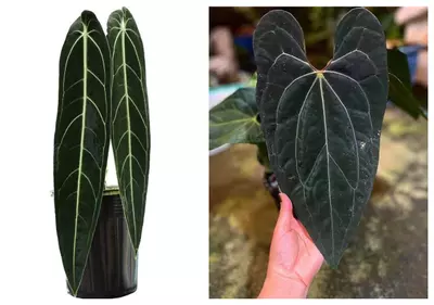 plant/Seed grown anthurium Warocqueanum x xone starter plant growers choice-0-thumbnail