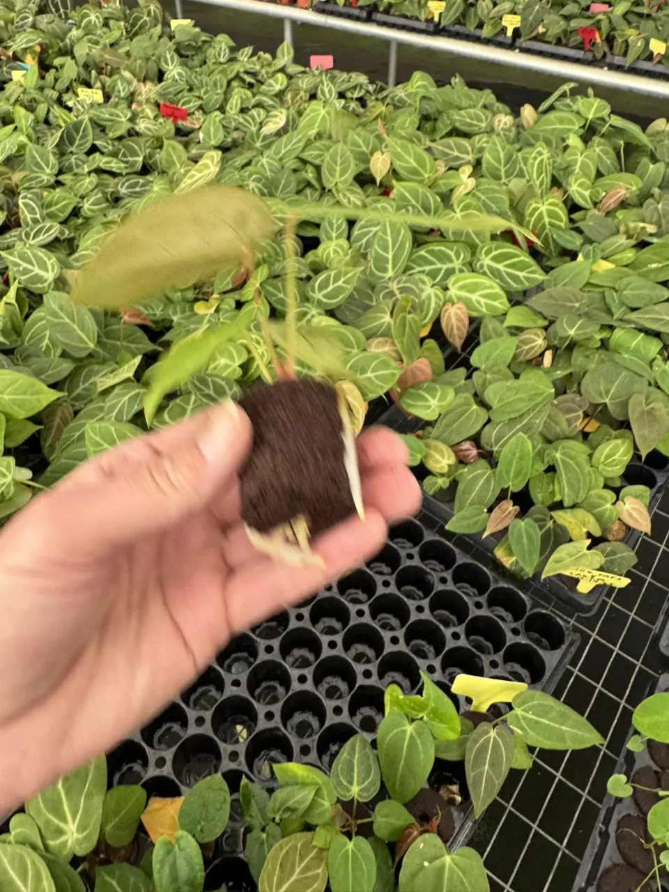 plant/Seed grown anthurium carlablackiae x blue papillilaminum starter plant growers c-7