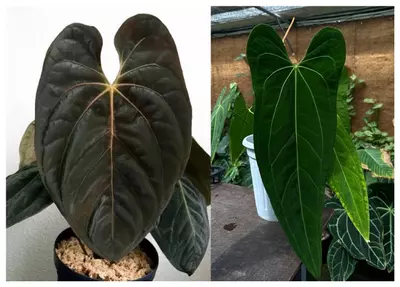 plant/Seed grown anthurium darkest panama x dark mama starter plant growers choice-0-thumbnail