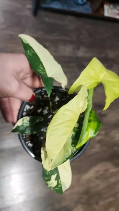 plant/Syngonium Aurea-0-thumbnail