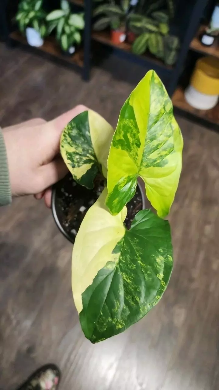 plant/Syngonium Aurea-0