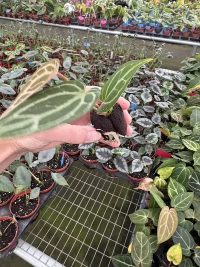 plant/Seed grown anthurium Warocqueanum x crystallinum dark form starter plant growers-5-thumbnail