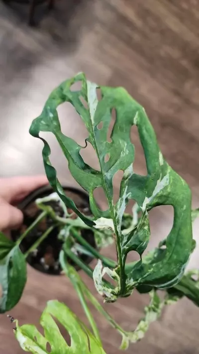 plant/Monstera Adansonii Mottled Mint-2-thumbnail