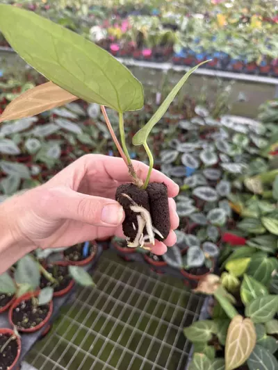 plant/Seed grown anthurium Warocqueanum x crystallinum dark form starter plant growers-6-thumbnail