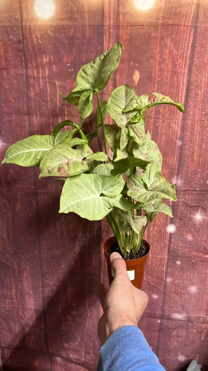 plant/Syngonium Milk Confetti-0