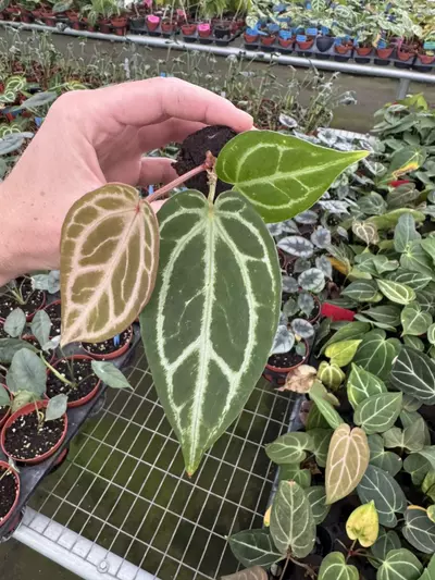 plant/Seed grown anthurium Warocqueanum x crystallinum dark form starter plant growers-4-thumbnail