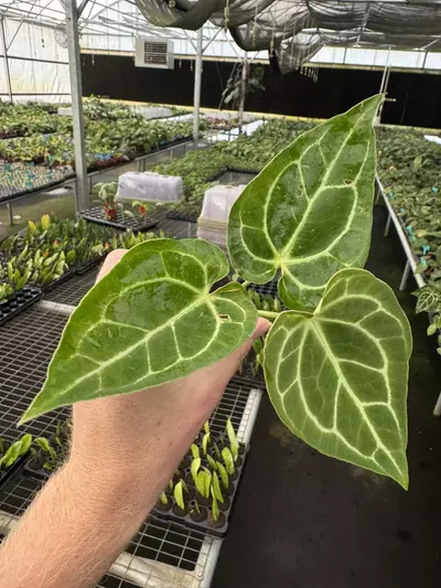 plant/Seed grown anthurium Warocqueanum x green mamba starter plant growers choice-3-thumbnail