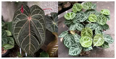 plant/Seed grown anthurium red gunsal x velvet domino starter plant growers choice-0-thumbnail