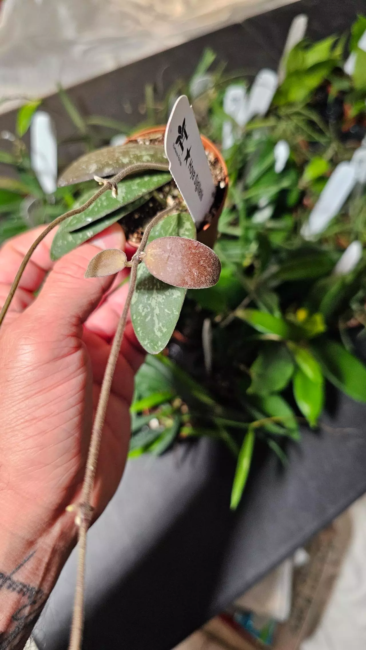 plant/Hoya Sigillatis 2in-2