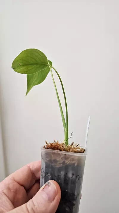 plant/Monstera Yellow Marilyn-2-thumbnail