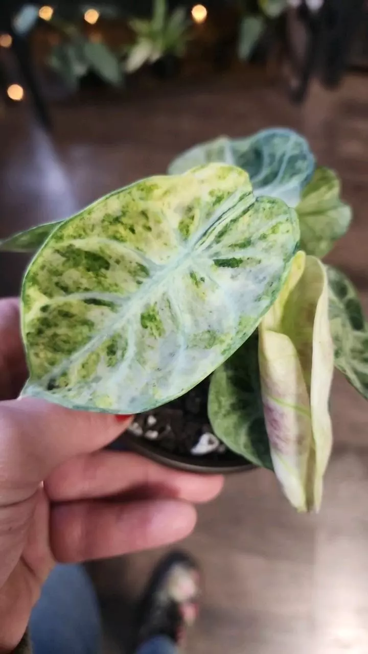 plant/Alocasia Ninja Tricolor-1