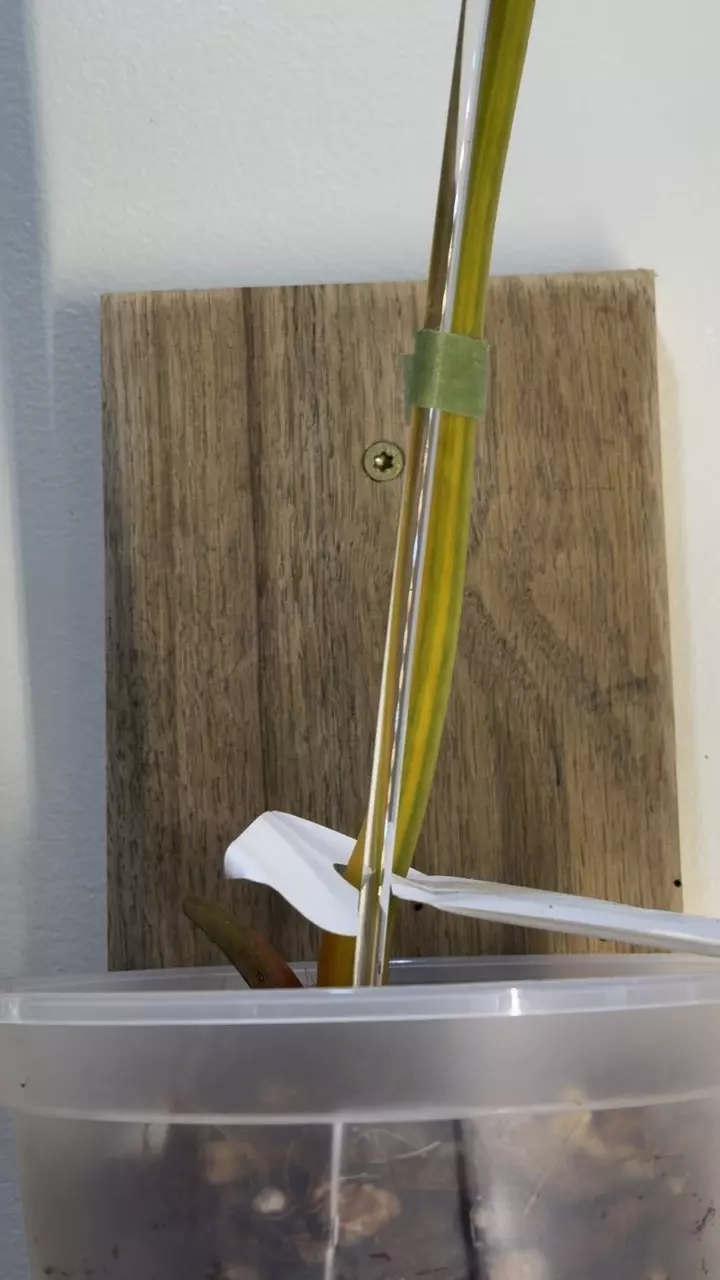 plant/Variegated Philodendron Billietiae 🤩-5