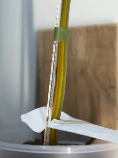 plant/Variegated Philodendron Billietiae 🤩-4-thumbnail