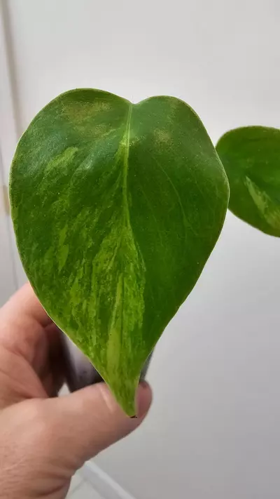 plant/Monstera Yellow Marilyn-3-thumbnail