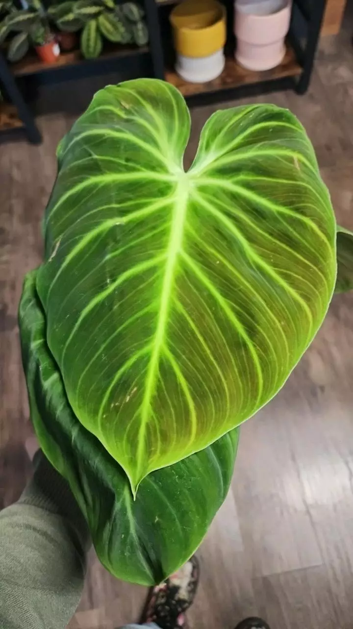 plant/Philodendron El Choco Red-0