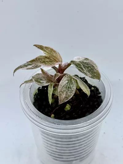 plant/Philo Pink Princess starter high var-0-thumbnail