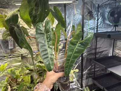 plant/Albo Variegated Billietae-4-thumbnail