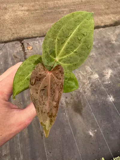 plant/Anthurium red vein dark phoenix x papillilaminum starter plant growers choice-1-thumbnail