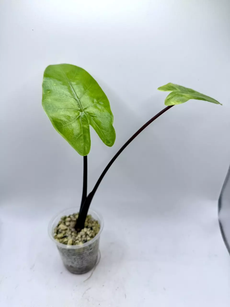 plant/Alocasia Blackstem Aurea revert-1