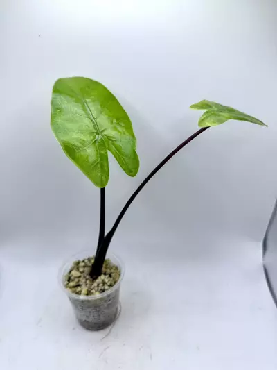 plant/Alocasia Blackstem Aurea revert-1-thumbnail