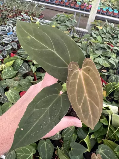 plant/Seed grown anthurium Warocqueanum x xone starter plant growers choice-2-thumbnail