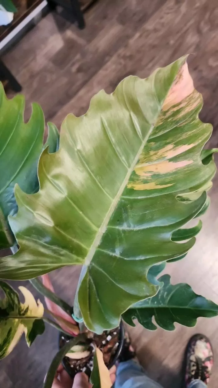 plant/Philodendron Caramel Marble Low Color-0