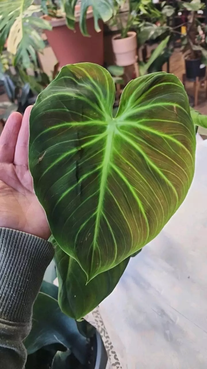 plant/Philodendron El Choco Red-2