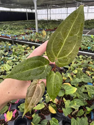 plant/Seed grown anthurium papillilaminum red sinus x king of spades starter plant gro-1-thumbnail