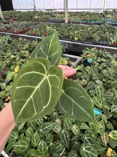 plant/Seed grown anthurium Carlablackiae x Magnificum verde starter plant growers choi-5-thumbnail