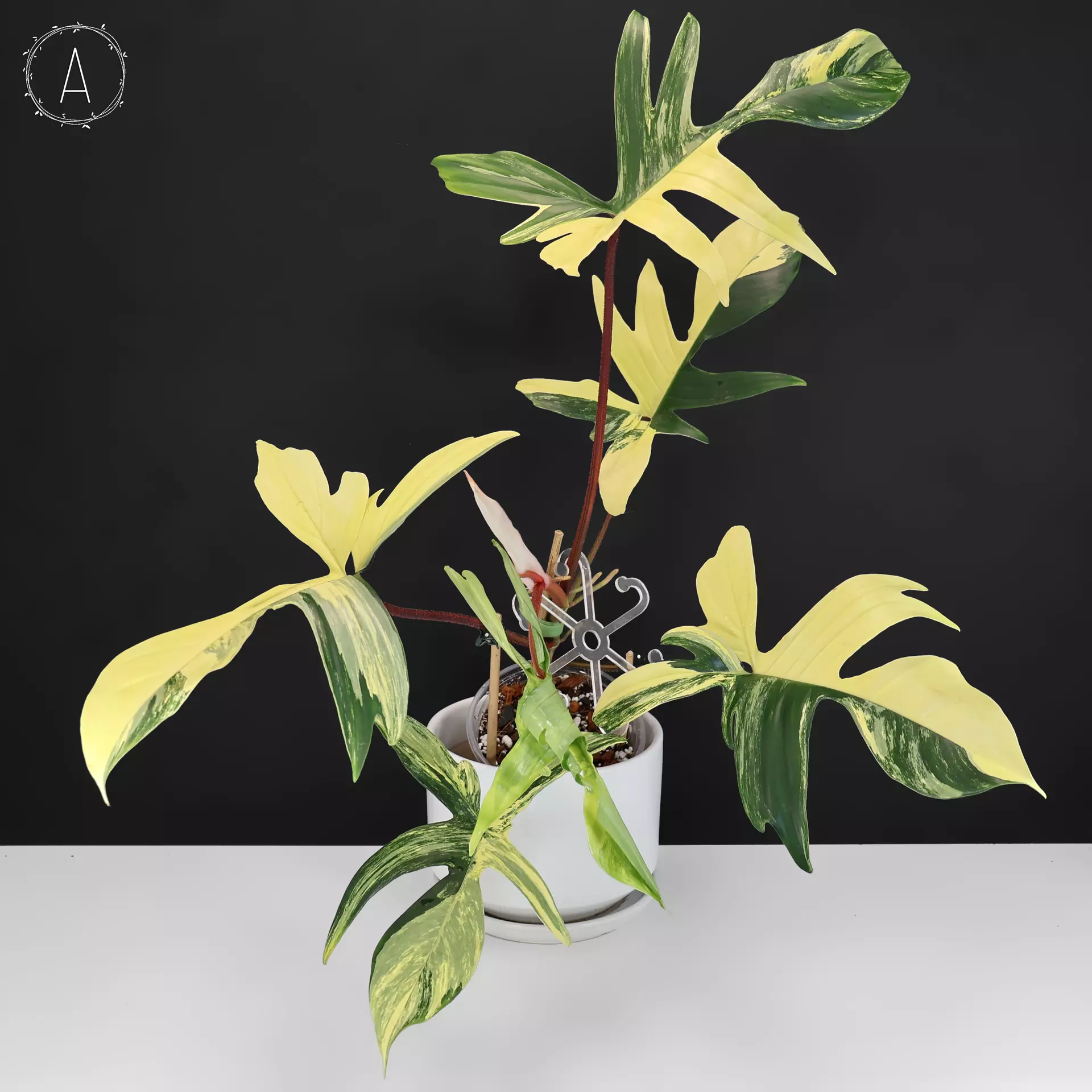 plant/Philodendron Florida Beauty Variegated-0