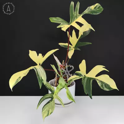 plant/Philodendron Florida Beauty Variegated-0-thumbnail