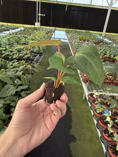 plant/Seed grown anthurium galaxy X blue papillilaminum starter plant growers choice-6-thumbnail