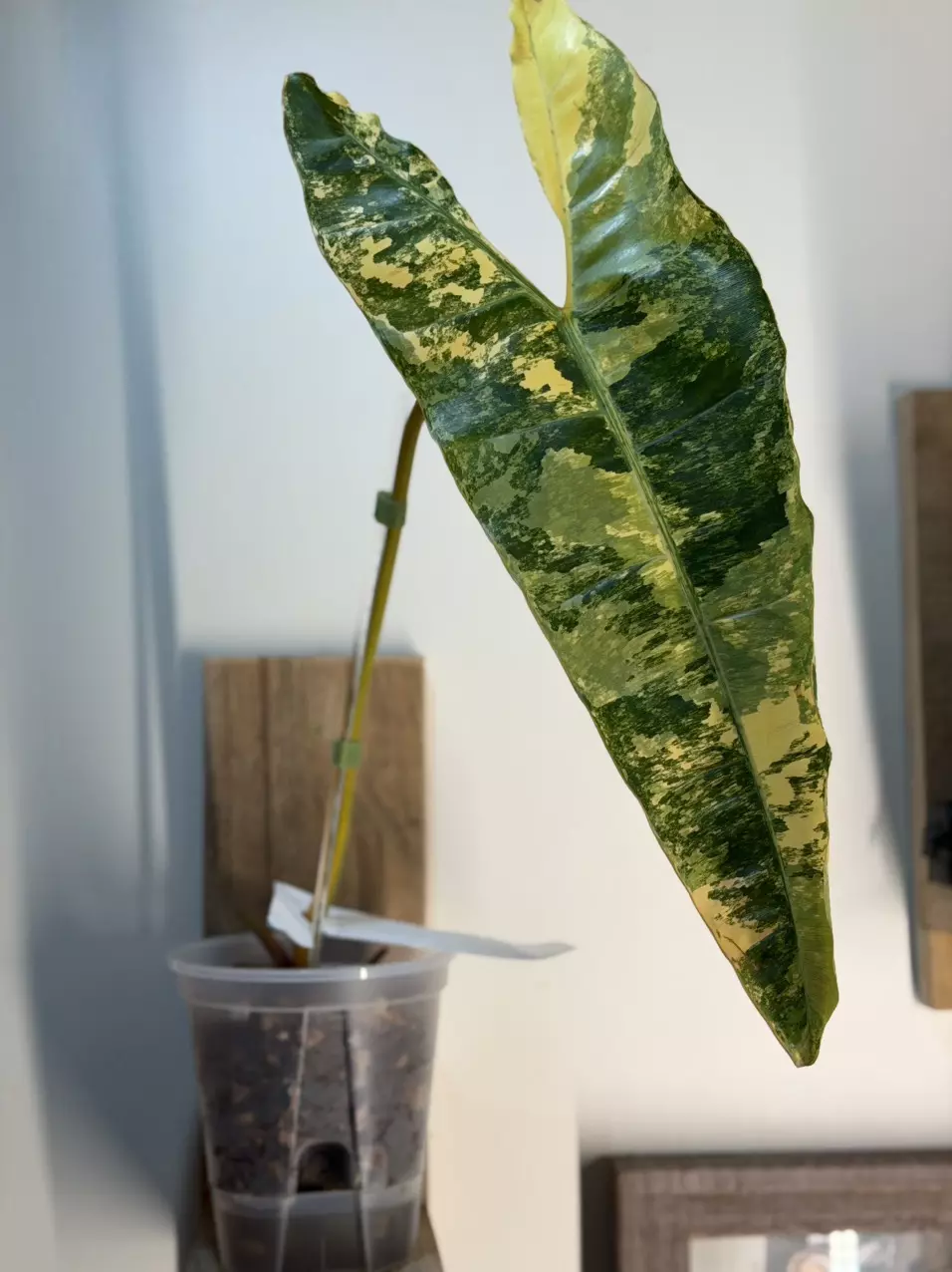 plant/Variegated Philodendron Billietiae 🤩-0