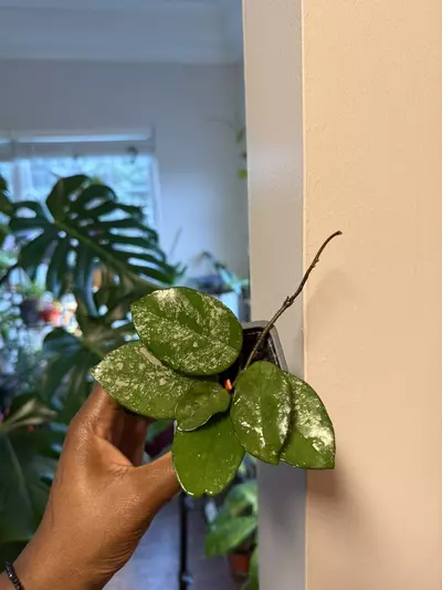 plant/Hoya Freckles Splash-0-thumbnail
