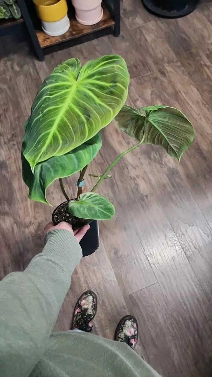 plant/Philodendron El Choco Red-1