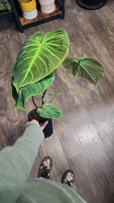 plant/Philodendron El Choco Red-1-thumbnail