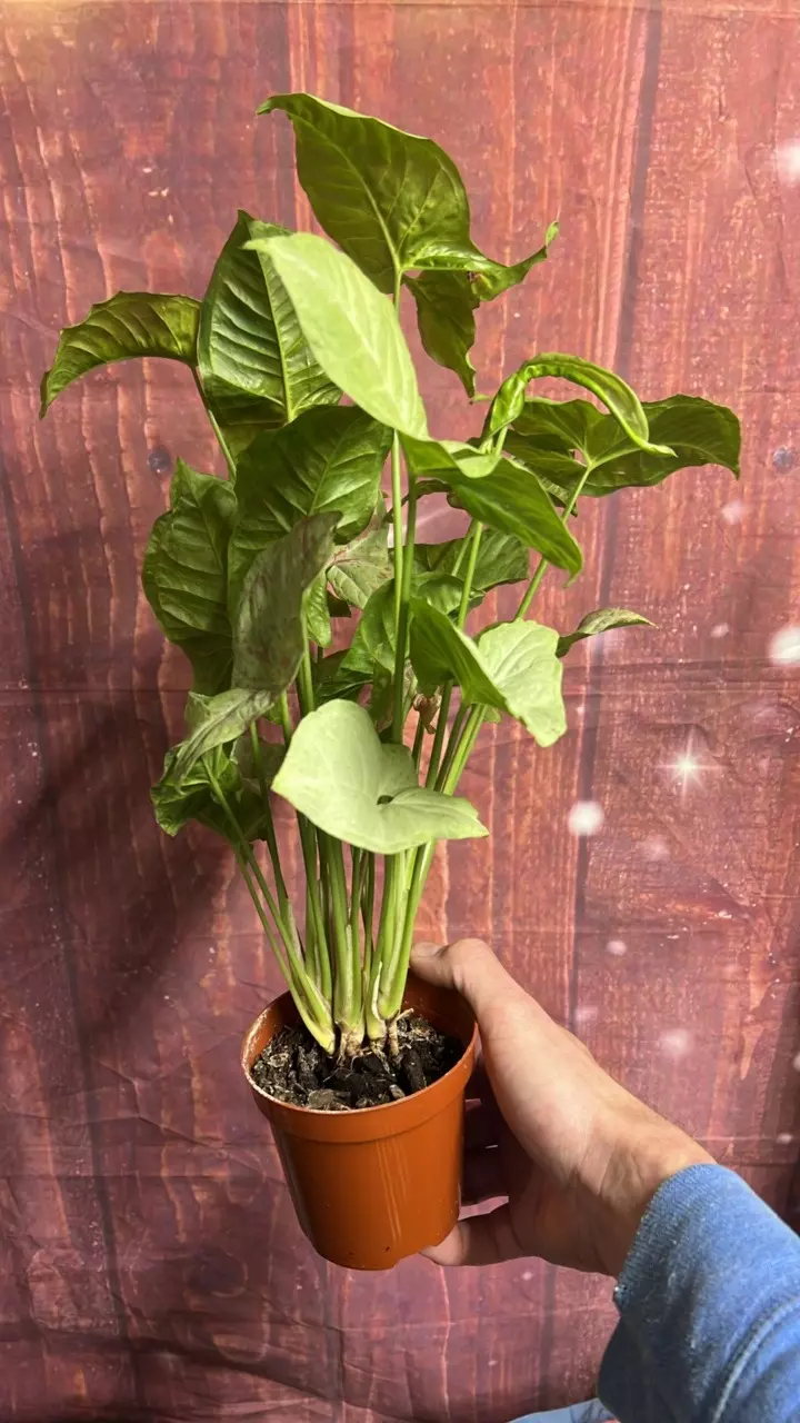 plant/Syngonium Milk Confetti-1