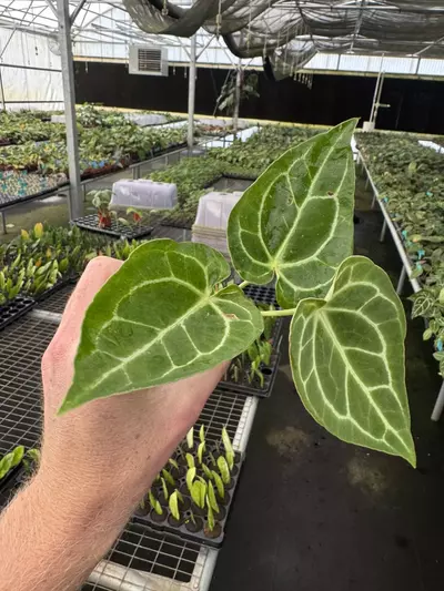 plant/Seed grown anthurium Warocqueanum x green mamba starter plant growers choice-4-thumbnail