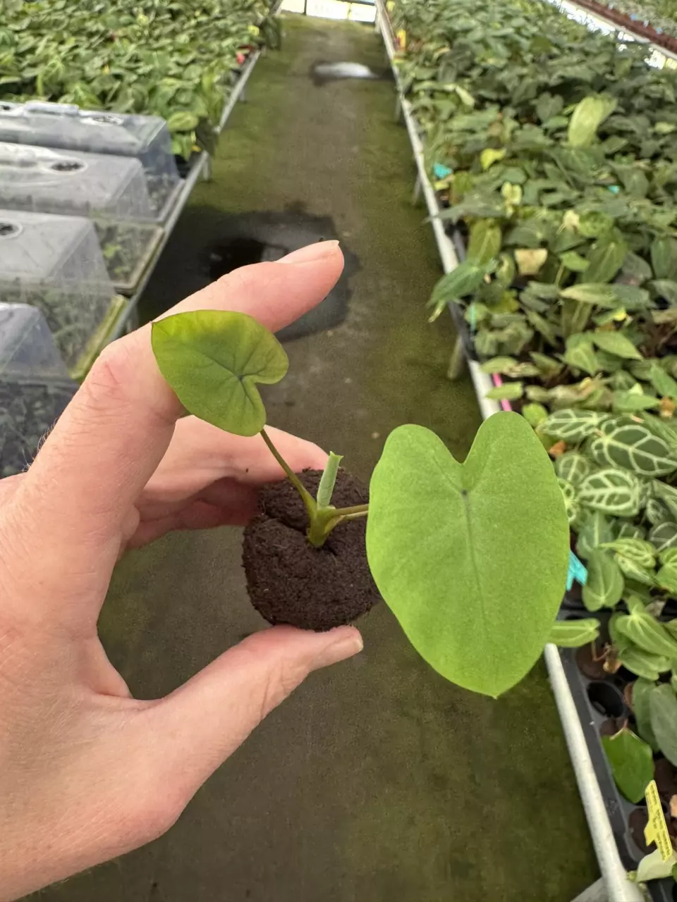 plant/Colocasia mojito revolution starter plant growers choice-1