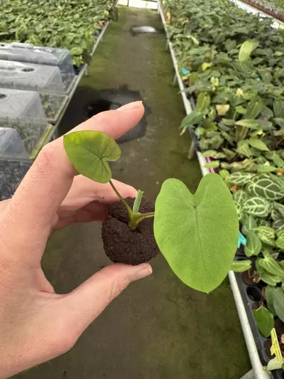 plant/Colocasia mojito revolution starter plant growers choice-1-thumbnail