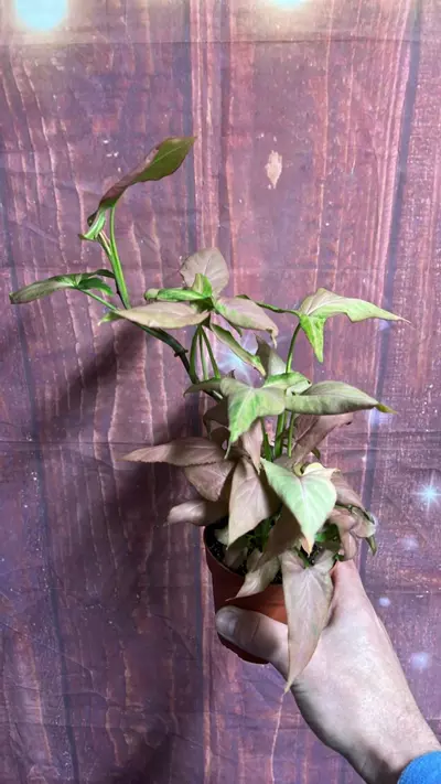 plant/Syngonium NOID-0-thumbnail