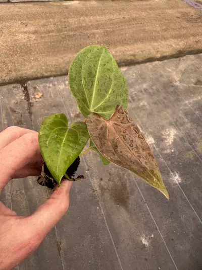 plant/Anthurium red vein dark phoenix x papillilaminum starter plant growers choice-4-thumbnail