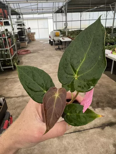 plant/Seed grown anthurium darkest panama x dark mama starter plant growers choice-4-thumbnail