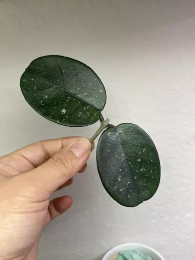 plant/Bonii *round splash-1-thumbnail