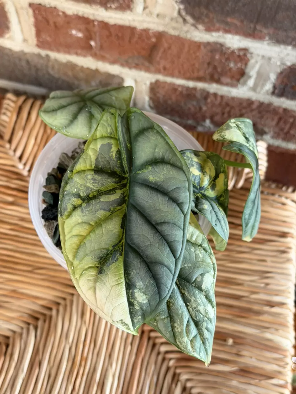 plant/Alocasia Silver Dragon Aurea Corming size!!-6